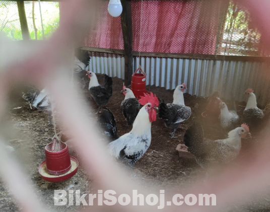 ফাউমি মুরগির বীজ ডিম